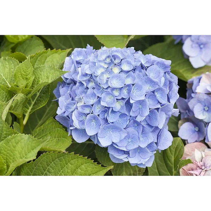 Pflanzen für dich Bauernhortensie 40-60 cm - Hydrangea macrophylla 'Bela', Blau - Nahaufnahme eines leuchtend blauen Hortensienblütenkopfes umgeben von grünen Blättern.