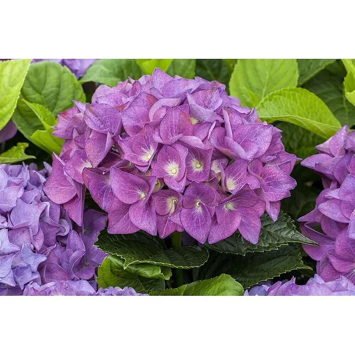 Pflanzen für dich Bauernhortensie 30-40 cm - Hydrangea macrophylla 'Hobergine', Violett - Leuchtend violette Hortensienblüten.