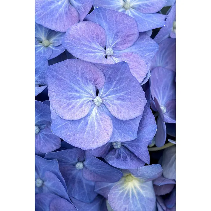 Pflanzen für dich Bauernhortensie 40-60 cm - Hydrangea macrophylla 'Bela', Blau - Nahaufnahme leuchtend blauer und violetter Hortensienblüten mit zarten Blütenblättern.