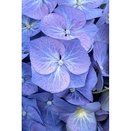 Pflanzen für dich  Bauernhortensie 40-60 cm