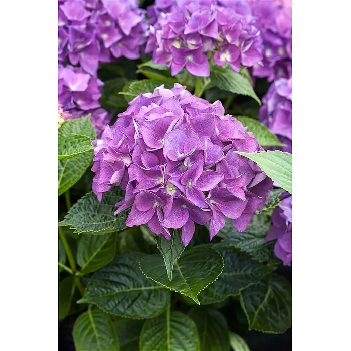 Pflanzen für dich Bauernhortensie 30-40 cm - Hydrangea macrophylla 'Hobergine', Violett - Blühende violette Hortensien mit satten grünen Blättern.