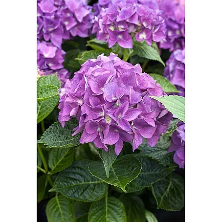 Pflanzen für dich  Bauernhortensie 30-40 cm