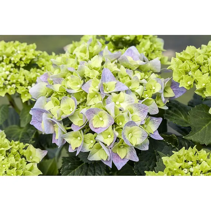 Pflanzen für dich Bauernhortensie 40-60 cm - Hydrangea macrophylla 'Bela', Blau - Grüne Hortensienblüten mit hellvioletten Rändern, bilden einen vollen Blütenstand.