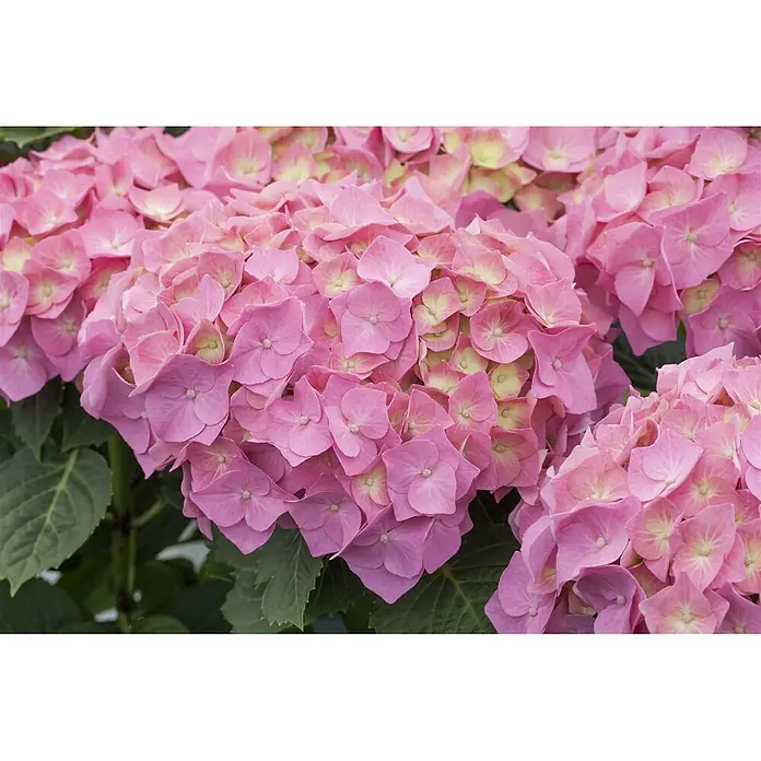 Pflanzen für dich Bauernhortensie 30-40 cm - Hydrangea macrophylla 'Bela rosa', Rosa - Üppige Gruppe rosafarbener Hortensienblüten mit zarten Blütenblättern und cremefarbenen Kernen.