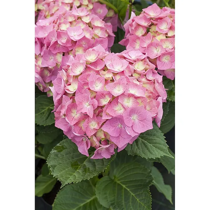 Pflanzen für dich Bauernhortensie 30-40 cm - Hydrangea macrophylla 'Bela rosa', Rosa - Leuchtend pinkfarbene Hortensienblüten mit hellen Zentren, umgeben von grünen Blättern.