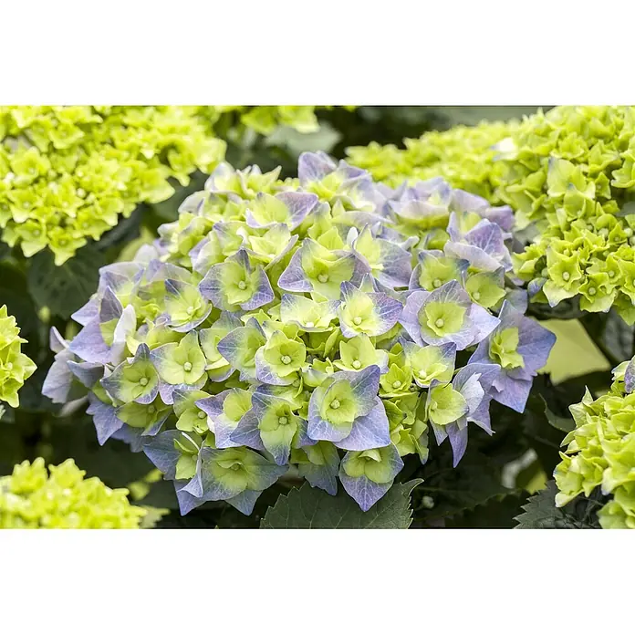 Pflanzen für dich Bauernhortensie 40-60 cm - Hydrangea macrophylla 'Bela', Blau - Eine lebendige Hortensienblüte mit grünlich-gelben Blütenblättern und violett-blauen Rändern.