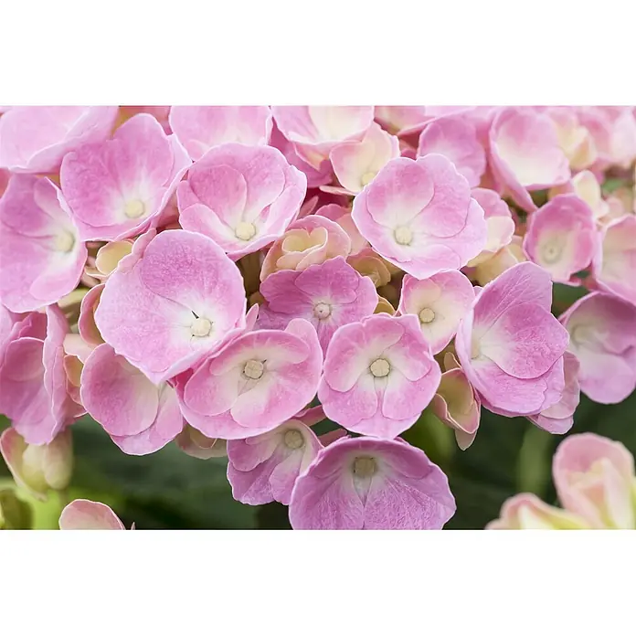 Pflanzen für dich Bauernhortensie 30-40 cm - Hydrangea macrophylla 'Bela rosa', Rosa - Leuchtend rosa Hortensienblüten mit helleren, cremefarbenen Mitten.