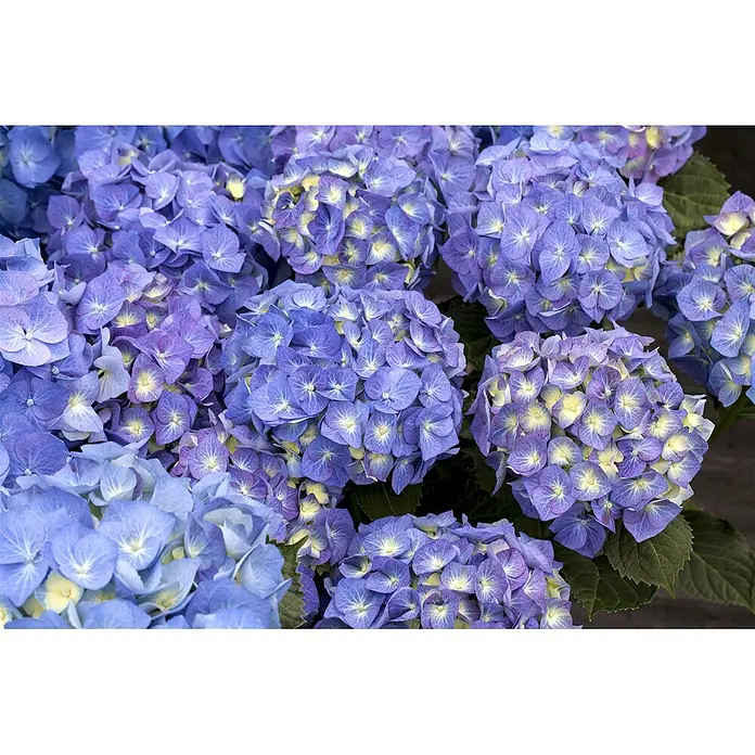 Pflanzen für dich Bauernhortensie 40-60 cm - Hydrangea macrophylla 'Bela', Blau - Nahaufnahme von leuchtenden blau-violetten Hortensienblüten mit gelben Zentren.