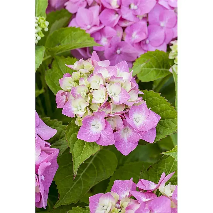 Pflanzen für dich Bauernhortensie 30-40 cm - Hydrangea macrophylla 'Bela rosa', Rosa - Nahaufnahme von leuchtenden rosa und hellgrünen Hortensienblüten mit üppigen grünen Blättern.