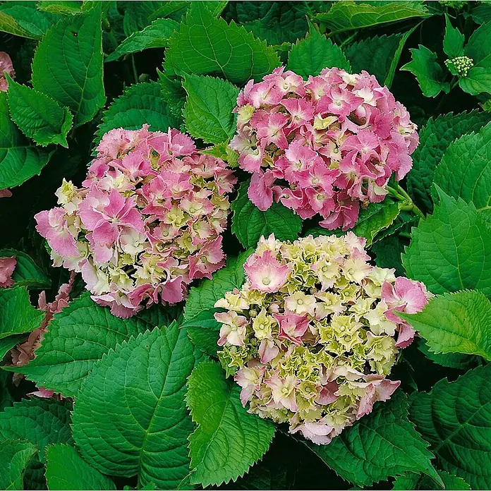 Pflanzen für dich Bauernhortensie 60-80 cm - Hydrangea macrophylla 'Deutschland', Weiß - Leuchtend pinke und hellgrüne Hortensienblüten umgeben von üppigem grünen Laub.