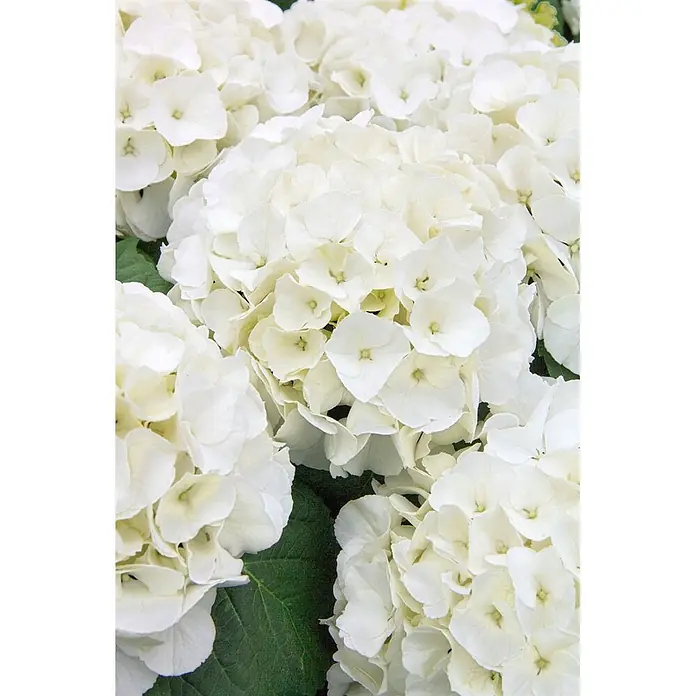 Pflanzen für dich Bauernhortensie 40-60 cm - Hydrangea macrophylla 'Bianco', Weiß - Dicht gefüllte weiße Hortensienblüten.