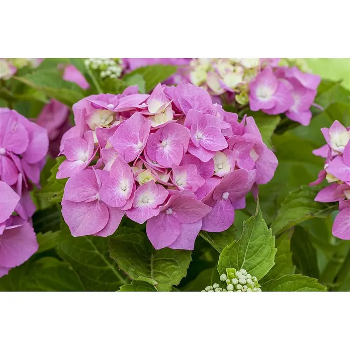 Pflanzen für dich Bauernhortensie 30-40 cm - Hydrangea macrophylla 'Bela rosa', Rosa - Gruppe leuchtend pinker Hortensien mit grünen Blättern und Knospen.