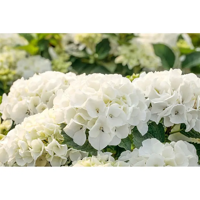Pflanzen für dich Bauernhortensie 50-60 cm - Hydrangea macrophylla 'Bianco', Weiß - Nahaufnahme von leuchtend weißen Hortensien mit üppigen grünen Blättern in voller Blüte.