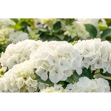 Pflanzen für dich  Bauernhortensie 40-60 cm
