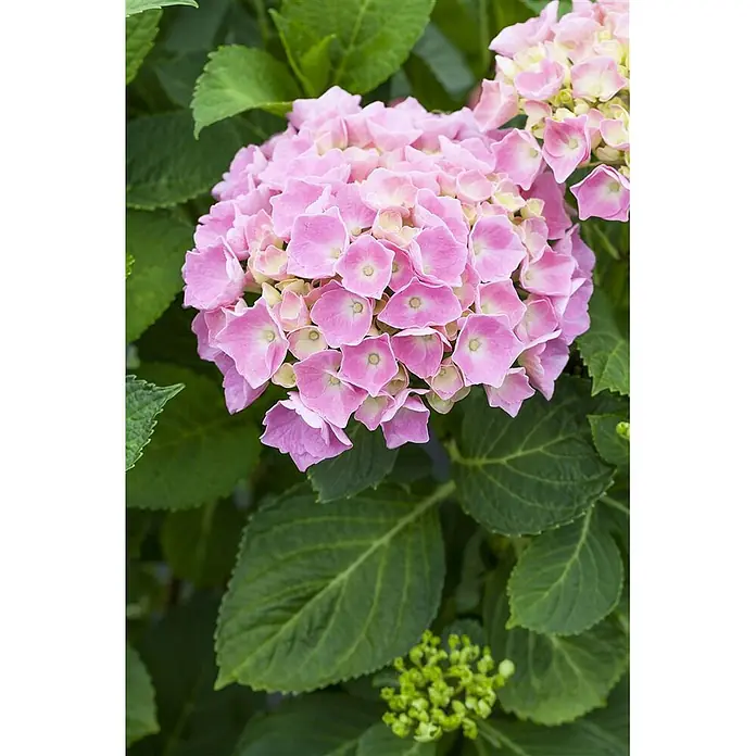 Pflanzen für dich Bauernhortensie 30-40 cm - Hydrangea macrophylla 'Bela rosa', Rosa - Leuchtend rosa Hortensienblüten und üppiges grünes Laub.