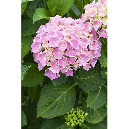 Pflanzen für dich  Bauernhortensie 30-40 cm