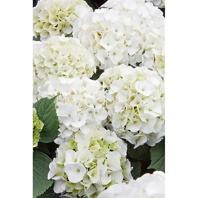 Pflanzen für dich Bauernhortensie 50-60 cm - Hydrangea macrophylla 'Bianco', Weiß - Volle weiße Hortensienblüten mit hellgrünen Akzenten.