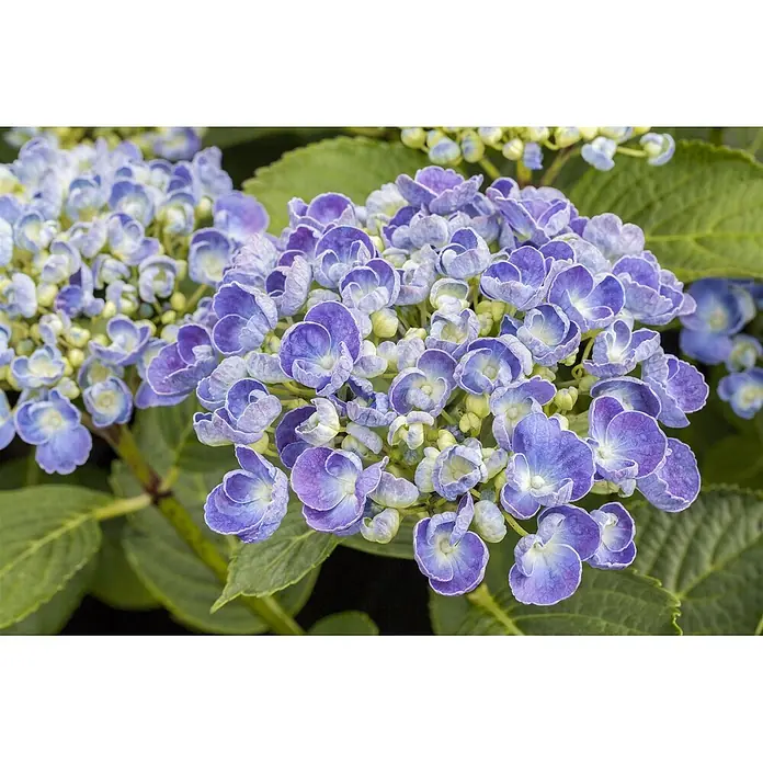 Pflanzen für dich Bauernhortensie 30-40 cm - Hydrangea macrophylla 'Ayesha', Rosa - Üppige Gruppe lebhafter blau-violetter Hortensienblüten mit zarten, gekräuselten Blütenblättern.