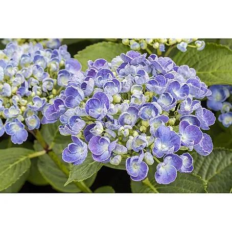 Pflanzen für dich  Bauernhortensie 30-40 cm