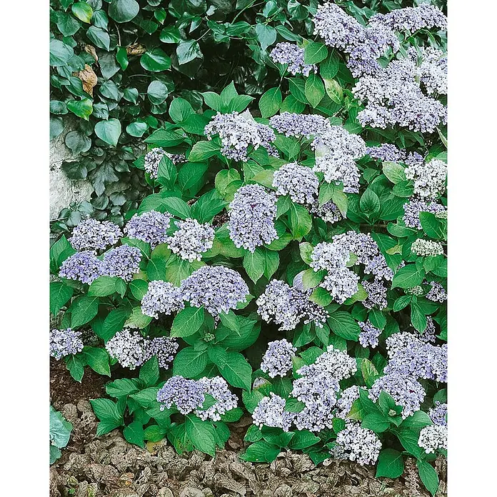 Pflanzen für dich Bauernhortensie 30-40 cm - Hydrangea macrophylla 'Ayesha', Rosa - Lila und weiße Hortensienblüten blühen inmitten grünen Laubs in einem Garten.