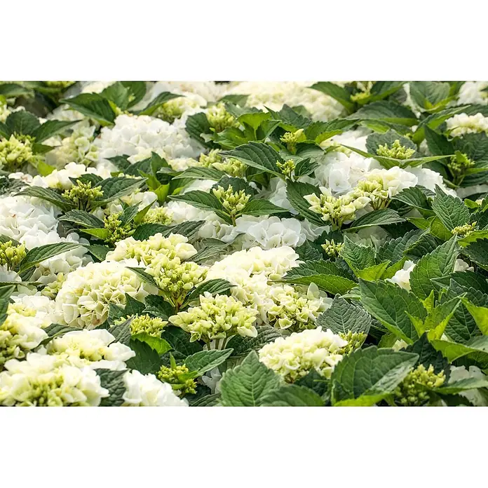 Pflanzen für dich Bauernhortensie 50-60 cm - Hydrangea macrophylla 'Bianco', Weiß - Weiße und hellgrüne Hortensien mit leuchtend grünen Blättern.