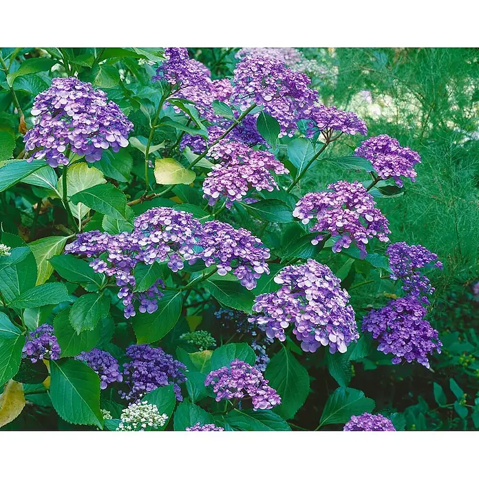 Pflanzen für dich Bauernhortensie 30-40 cm - Hydrangea macrophylla 'Ayesha', Rosa - Lebendige lila Hortensienblüten zwischen üppig grünen Blättern in einem Garten.