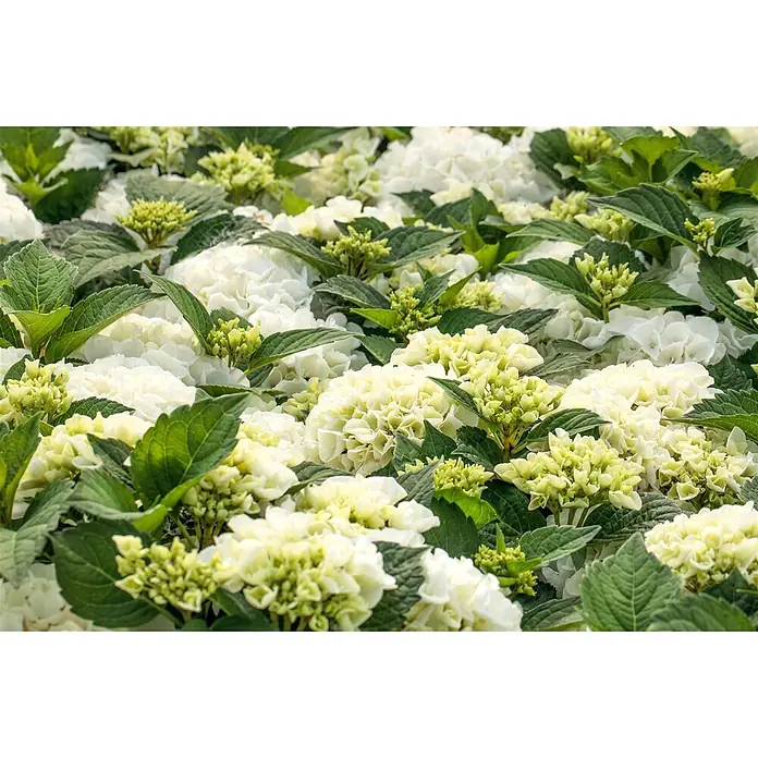 Pflanzen für dich Bauernhortensie 50-60 cm - Hydrangea macrophylla 'Bianco', Weiß - Weiße und hellgrüne Hortensienblüten mit üppigen grünen Blättern.