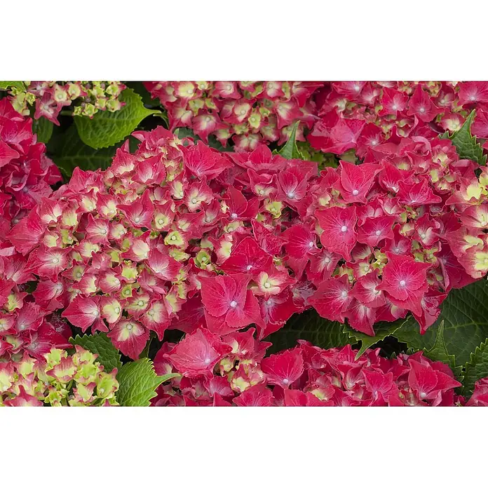 Pflanzen für dich Bauernhortensie 30-40 cm - Hydrangea macrophylla 'Royal Red', Rot - Leuchtend rote Hortensien mit grünen Blütenmitten, die dichte, vielköpfige Blüten bilden.