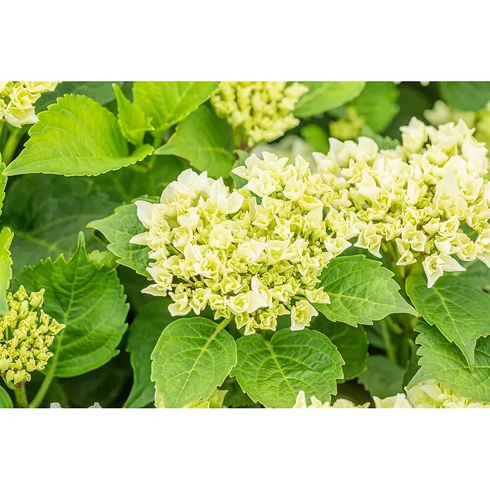 Pflanzen für dich Bauernhortensie 50-60 cm - Hydrangea macrophylla 'Bianco', Weiß - Gruppe blassgelb-grüner Hortensienblüten mit leuchtend grünen Blättern.