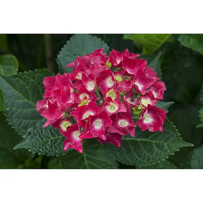 Pflanzen für dich Bauernhortensie 30-40 cm - Hydrangea macrophylla 'Royal Red', Rot - Nahaufnahme einer leuchtend roten Hortensie mit hellgrünen Blütenmitten.