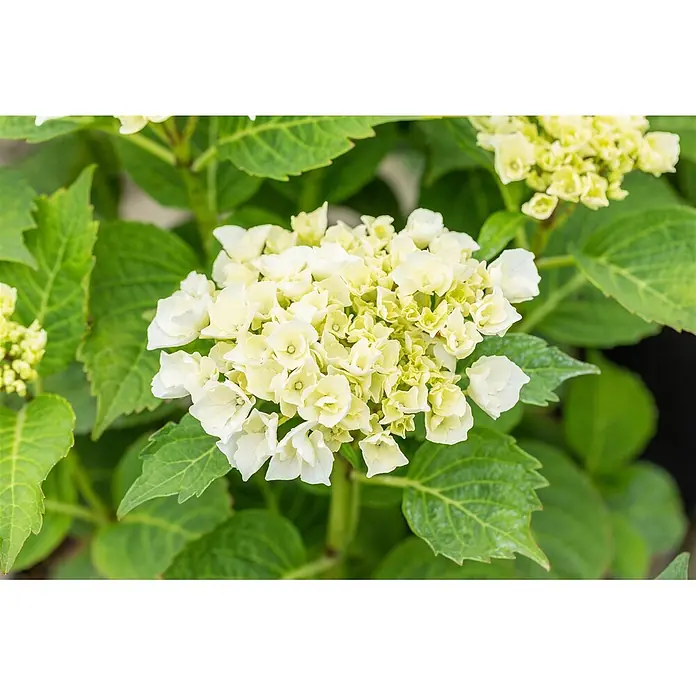 Pflanzen für dich Bauernhortensie 50-60 cm - Hydrangea macrophylla 'Bianco', Weiß - Weiße und hellgrüne Hortensienblüten blühen inmitten lebhafter grüner Blätter.
