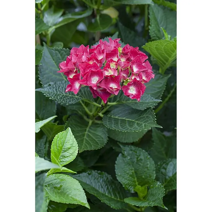 Pflanzen für dich Bauernhortensie 30-40 cm - Hydrangea macrophylla 'Royal Red', Rot - Ein leuchtender rot-pinker Hortensienblütenstand inmitten üppiger grüner Blätter.
