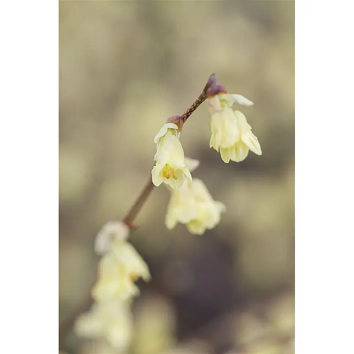 Pflanzen für dich Zaubernuss 40-60 cm - Corylopsis pauciflora, 40 cm - 60 cm, Gelb - Hellgelbe glockenförmige Blüten blühen an einem zarten braunen Ast.