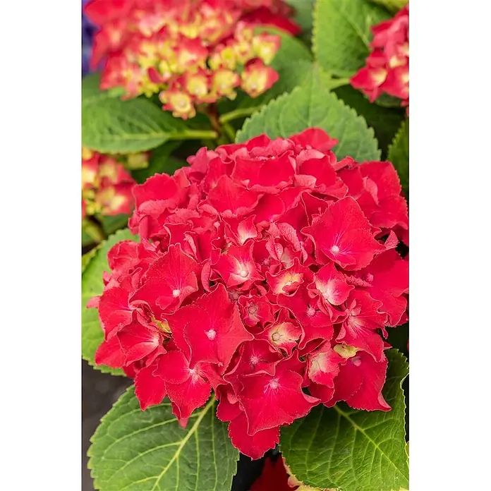 Pflanzen für dich Bauernhortensie 30-40 cm - Hydrangea macrophylla 'Royal Red', Rot - Leuchtend rote Hortensienblüten, die ihre dichte, runde Blüte inmitten grünen Laubes zeigen.
