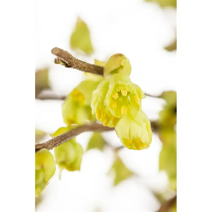 Pflanzen für dich Zaubernuss 40-60 cm - Corylopsis pauciflora, 40 cm - 60 cm, Gelb - Hellgrüne, glockenförmige Blüten mit gelben Staubblättern an einem braunen Zweig.