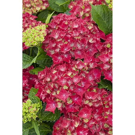 Pflanzen für dich  Bauernhortensie 30-40 cm
