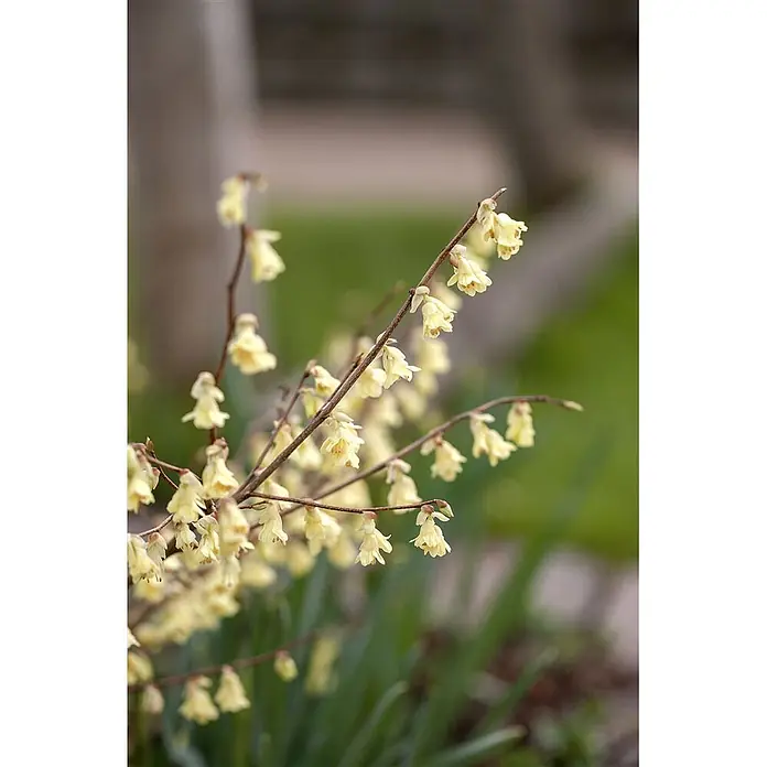 Pflanzen für dich Zaubernuss 40-60 cm - Corylopsis pauciflora, 40 cm - 60 cm, Gelb - Zarte hellgelbe glockenförmige Blüten blühen an schlanken braunen Zweigen.