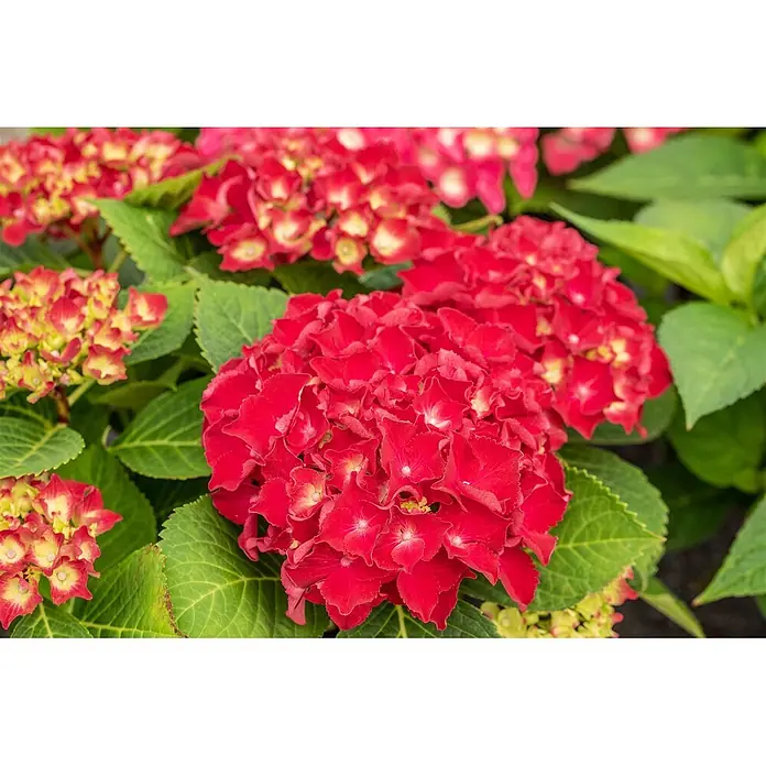 Pflanzen für dich Bauernhortensie 30-40 cm - Hydrangea macrophylla 'Royal Red', Rot - Leuchtend rote Hortensienblüten blühen zwischen grünen Blättern.