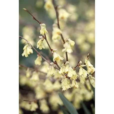 Pflanzen für dich  Zaubernuss 40-60 cm