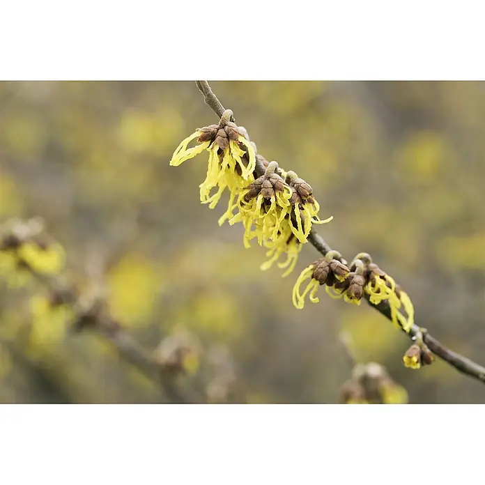Pflanzen für dich Zaubernuss 40-60 cm - Hamamelis × intermedia 'Arnold Promise', 40 cm - 60 cm, Gelb - Leuchtend gelbe Zaubernussblüten mit dünnen, gekräuselten Blütenblättern am Zweig.