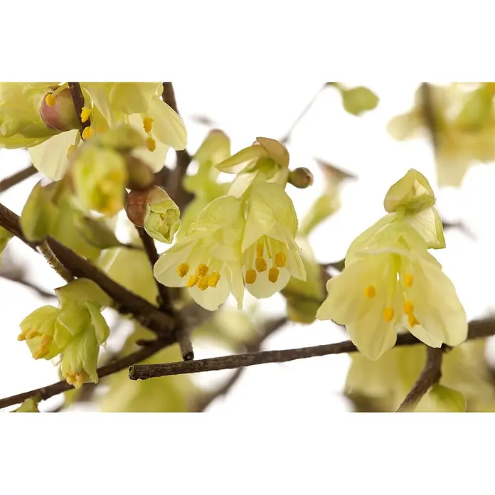Pflanzen für dich Zaubernuss 40-60 cm - Corylopsis pauciflora, 40 cm - 60 cm, Gelb - Hellgelbe, glockenförmige Blüten mit leuchtend gelben Staubblättern an einem braunen Zweig.