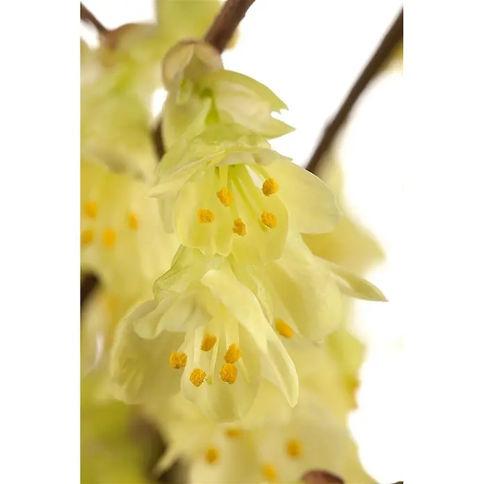 Pflanzen für dich Zaubernuss 40-60 cm - Corylopsis pauciflora, 40 cm - 60 cm, Gelb - Ein Büschel zarter blassgelber glockenförmiger Blüten mit leuchtend gelben Staubblättern an einem Zweig.