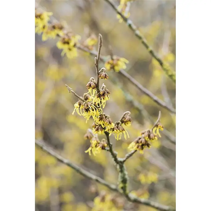 Pflanzen für dich Zaubernuss 40-60 cm - Hamamelis × intermedia 'Arnold Promise', 40 cm - 60 cm, Gelb - Leuchtend gelbe, bandartige Zaubernussblüten an kahlen Ästen.