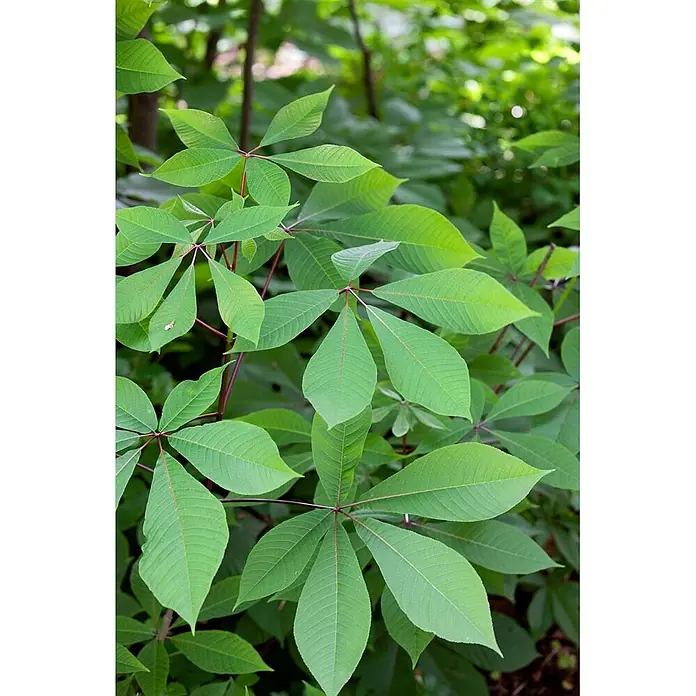 Pflanzen für dich Zaubernuss 60-80 cm - Aesculus parviflora, 60 cm - 80 cm, Weiß - Grüne Pflanze mit großen, handförmigen Blättern und rötlichen Stielen und Adern.