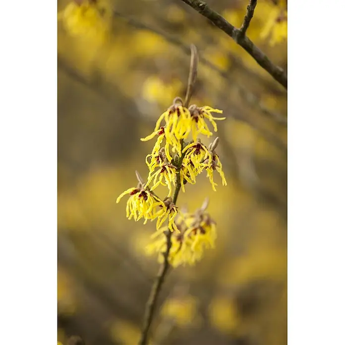 Pflanzen für dich Zaubernuss 40-60 cm - Hamamelis × intermedia 'Arnold Promise', 40 cm - 60 cm, Gelb - Leuchtend gelbe Zaubernussblüten mit rötlichen Zentren blühen an einem braunen Ast.
