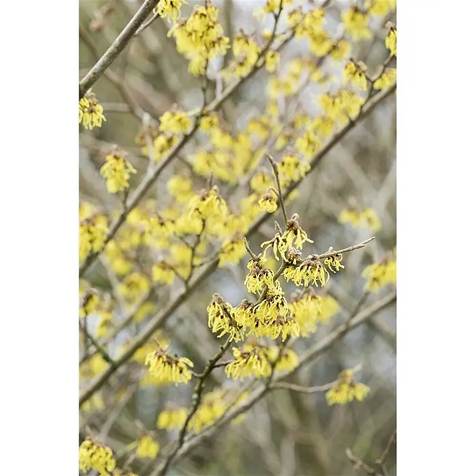 Pflanzen für dich Zaubernuss 40-60 cm - Hamamelis × intermedia 'Arnold Promise', 40 cm - 60 cm, Gelb - Gelbe Zaubernussblüten an kahlen Ästen.