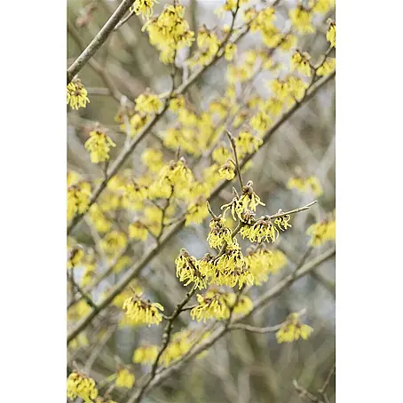 Pflanzen für dich  Zaubernuss 60-80 cm