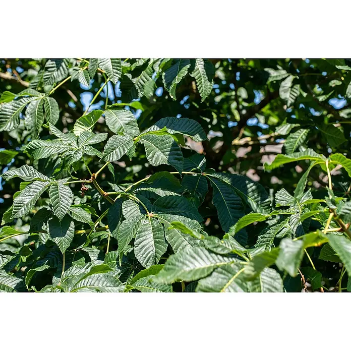 Pflanzen für dich Zaubernuss 60-80 cm - Aesculus parviflora, 60 cm - 80 cm, Weiß - Grüne, lebendige Rosskastanienblätter an einem Ast, natürliche Belaubung zeigend.