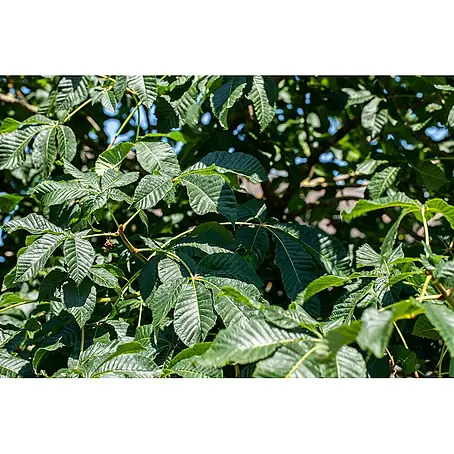 Pflanzen für dich  Zaubernuss 60-80 cm