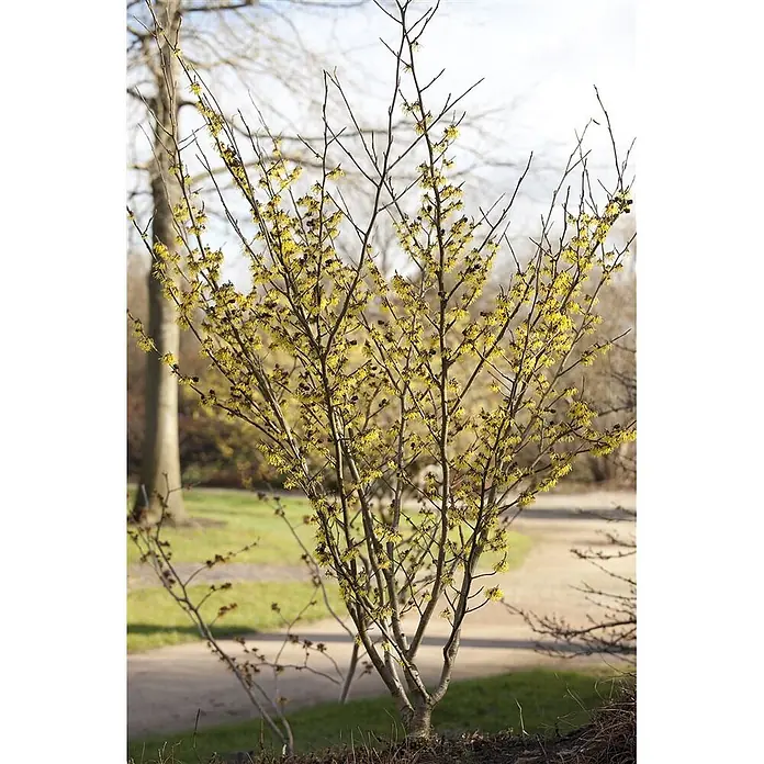 Pflanzen für dich Zaubernuss 40-60 cm - Hamamelis × intermedia 'Arnold Promise', 40 cm - 60 cm, Gelb - Ein Zaubernuss-Strauch in einer Parklandschaft, mit leuchtend gelben, spinnenartigen Blüten an kahlen Ästen, die den Frühling ankündigen.